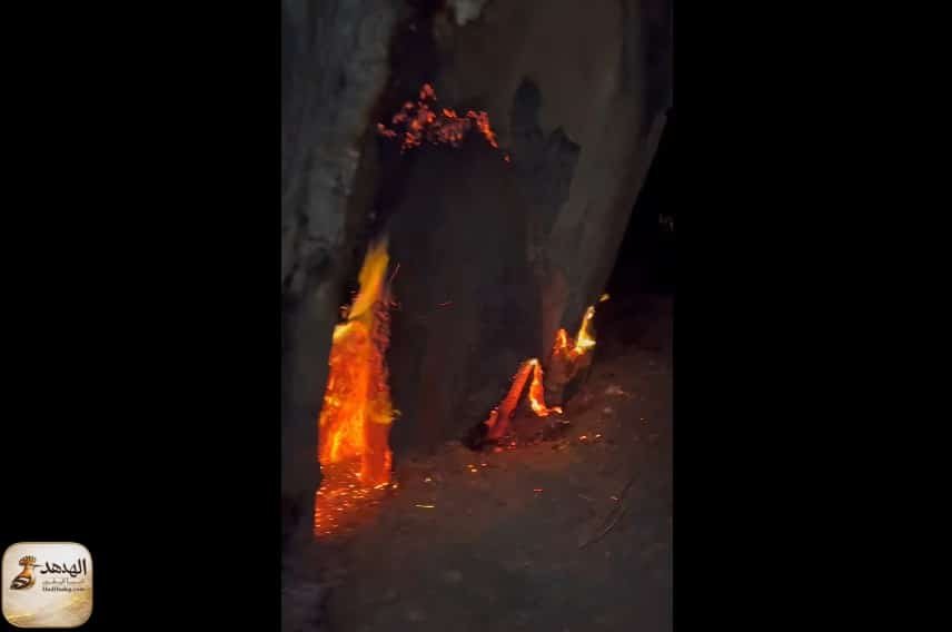 مافيا الأخشاب تحرق أشجار الإسماعيلية ليلًا
