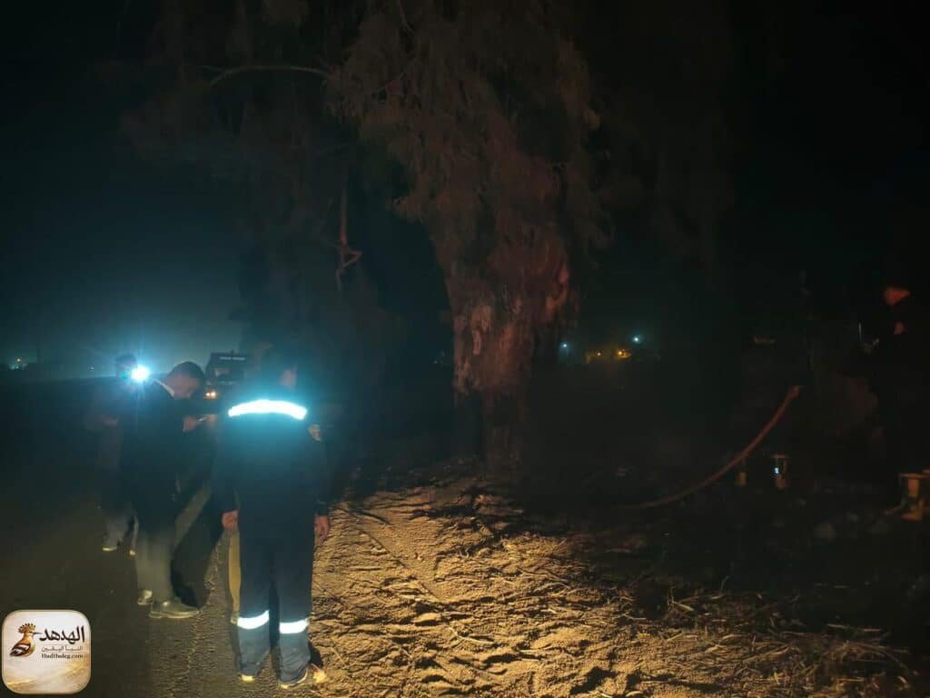 مافيا الأخشاب تحرق أشجار الإسماعيلية ليلًا