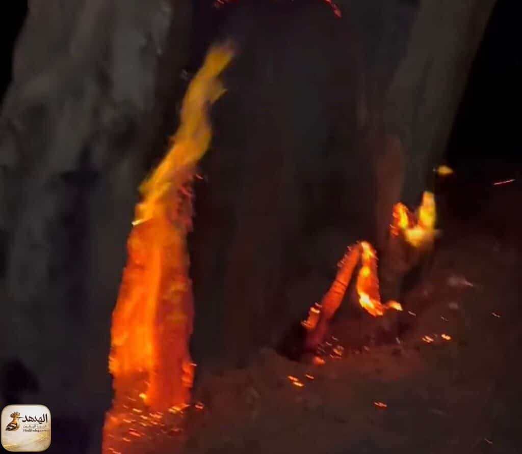 مافيا الأخشاب تحرق أشجار الإسماعيلية ليلًا