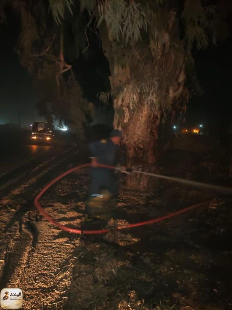 مافيا الأخشاب تحرق أشجار الإسماعيلية ليلًا