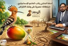 أسامة الجنايني يكتب: المانجو الإسماعيلاوي.. «سلطانة» مصرية على وشك الانقراض